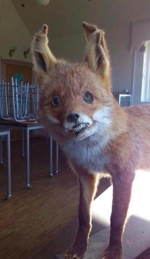 Imagen: Crap Taxidermy
